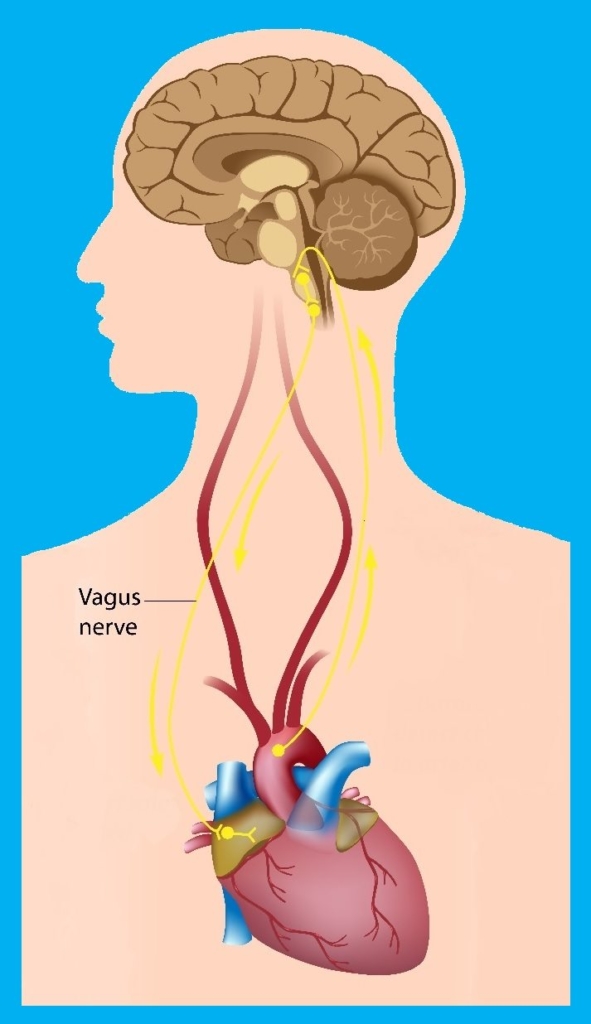 What Does HRV and the Vagus Nerve Have to Do With Anxiety